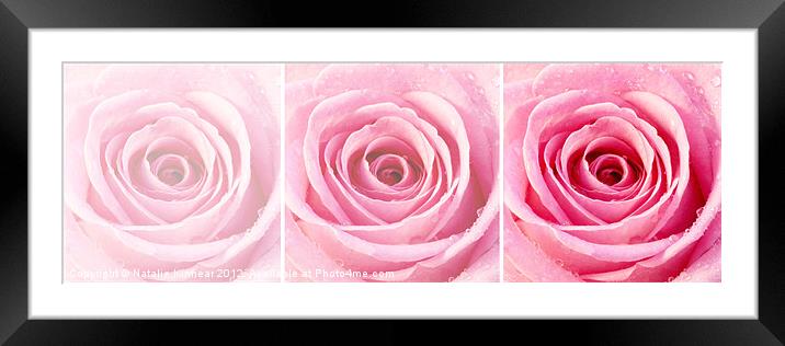 Pink Rose Triptych Framed Mounted Print by Natalie Kinnear