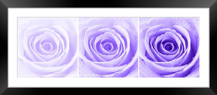 Purple Rose with Water Droplets Triptych Framed Mounted Print by Natalie Kinnear