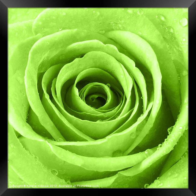 Lime Green Rose with Water Droplets Framed Print by Natalie Kinnear