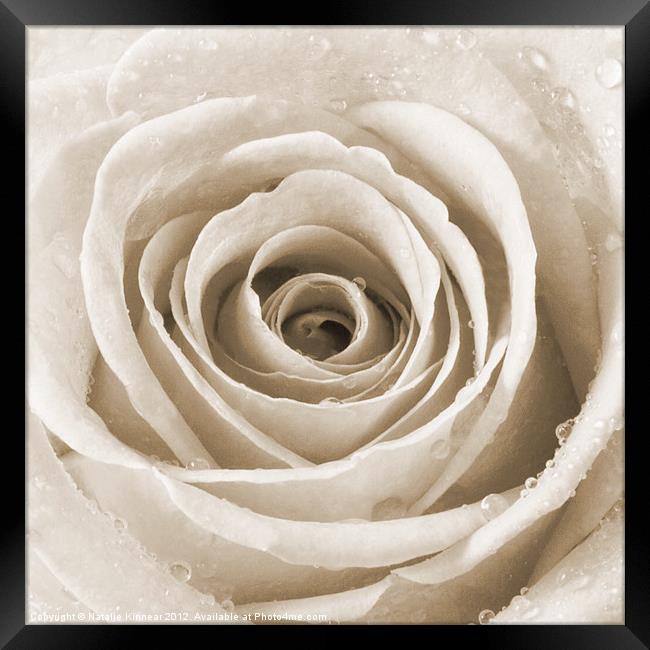 Sepia Rose with Water Droplets Framed Print by Natalie Kinnear