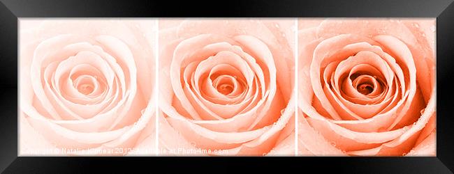 Orange Rose with Water Droplets Triptych Framed Print by Natalie Kinnear
