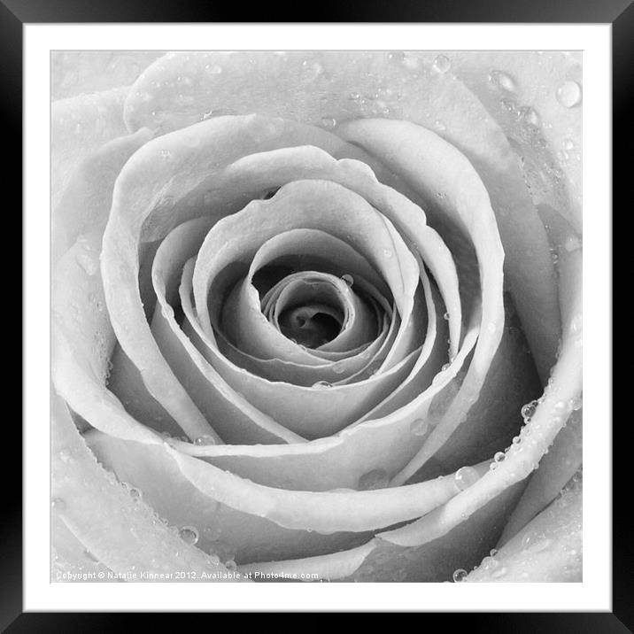 Silver Rose with Water Droplets Framed Mounted Print by Natalie Kinnear