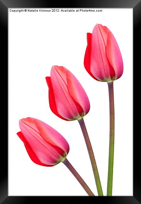 Three Red Tulips Framed Print by Natalie Kinnear