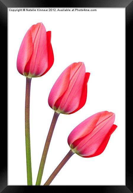 Red Tulip Trio Framed Print by Natalie Kinnear