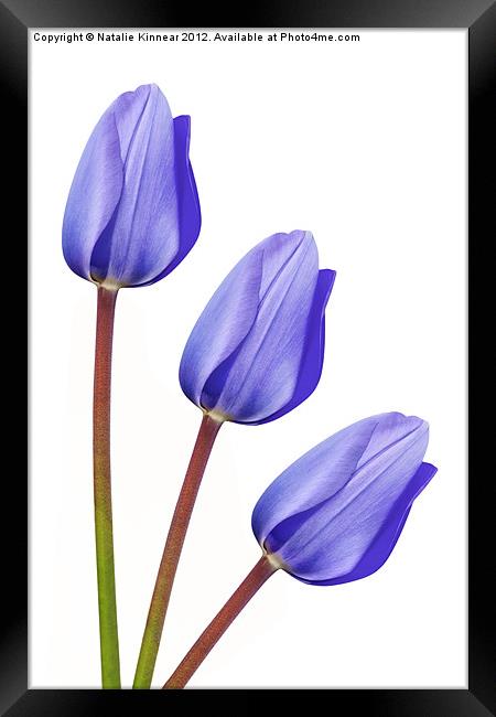 Purple Tulip Trio Framed Print by Natalie Kinnear