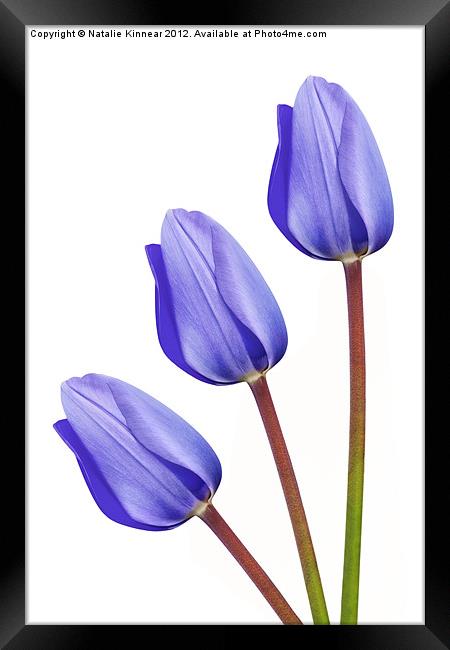 Three Purple Tulips Framed Print by Natalie Kinnear