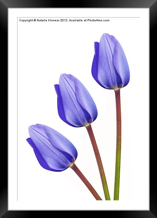 Three Purple Tulips Framed Mounted Print by Natalie Kinnear