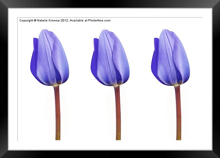 Three Purple Tulips in a Row Framed Mounted Print by Natalie Kinnear