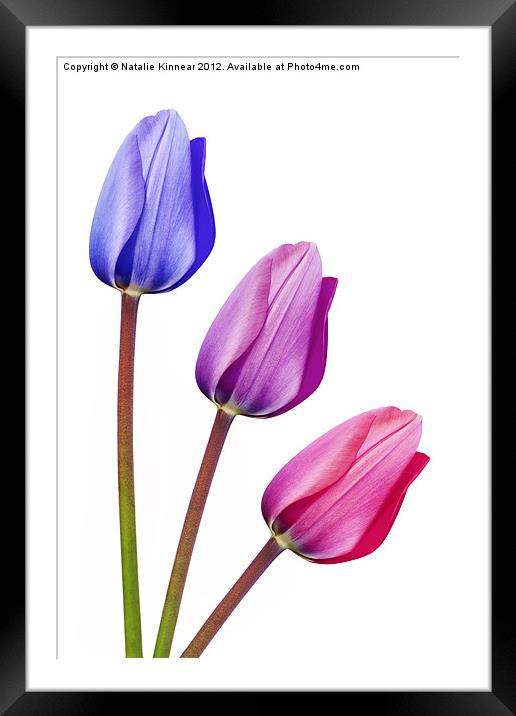 Trio of Tulips Purple Lilac Pink Framed Mounted Print by Natalie Kinnear