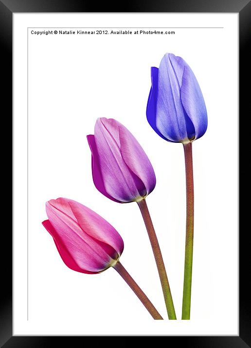 Three Tulips Pink Lilac Purple Framed Mounted Print by Natalie Kinnear