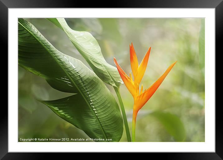 Tropical Flower Framed Mounted Print by Natalie Kinnear