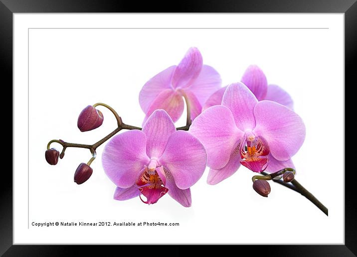Orchid Flowers - Pink Framed Mounted Print by Natalie Kinnear
