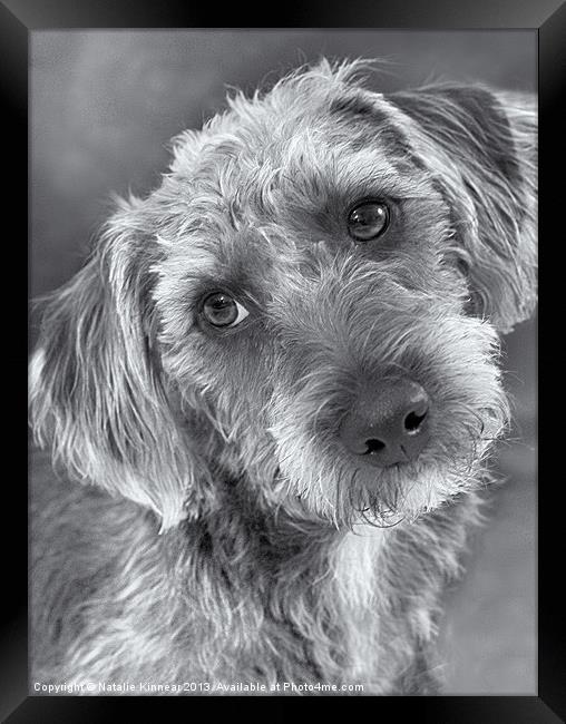 Cute Pup in Black and White Framed Print by Natalie Kinnear