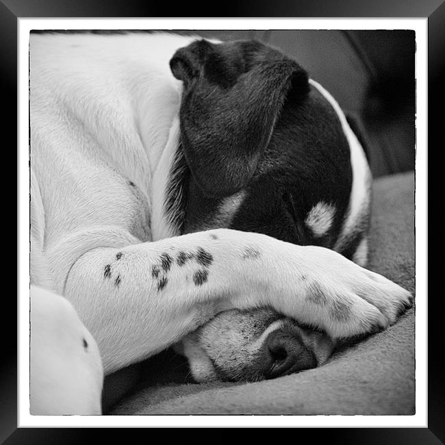 Jack Russell Terrier Dog Asleep in Cute Pose Framed Print by Natalie Kinnear