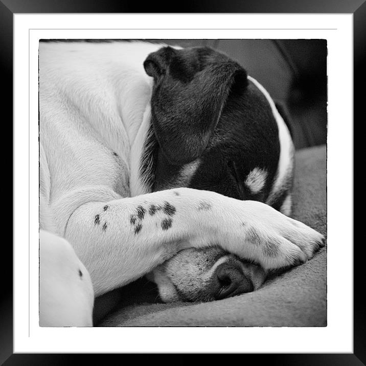 Jack Russell Terrier Dog Asleep in Cute Pose Framed Mounted Print by Natalie Kinnear