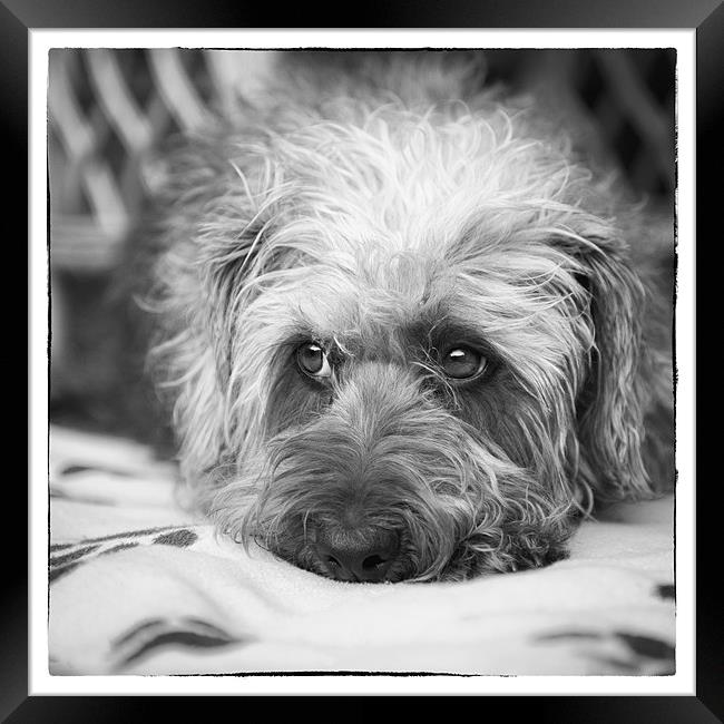 Cute Scruffy Pup in Black and White Framed Print by Natalie Kinnear
