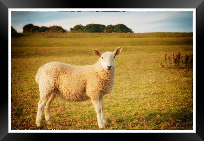 Smiling Sheep in Field Framed Print by Natalie Kinnear