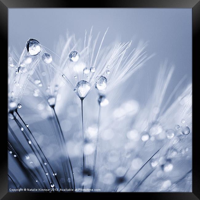 Dandelion Seed with Water Droplets in Blue Framed Print by Natalie Kinnear