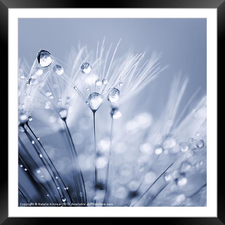 Dandelion Seed with Water Droplets in Blue Framed Mounted Print by Natalie Kinnear