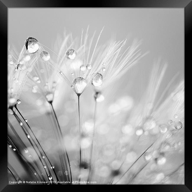 Dandelion Seed with Water Droplets in Black and Wh Framed Print by Natalie Kinnear