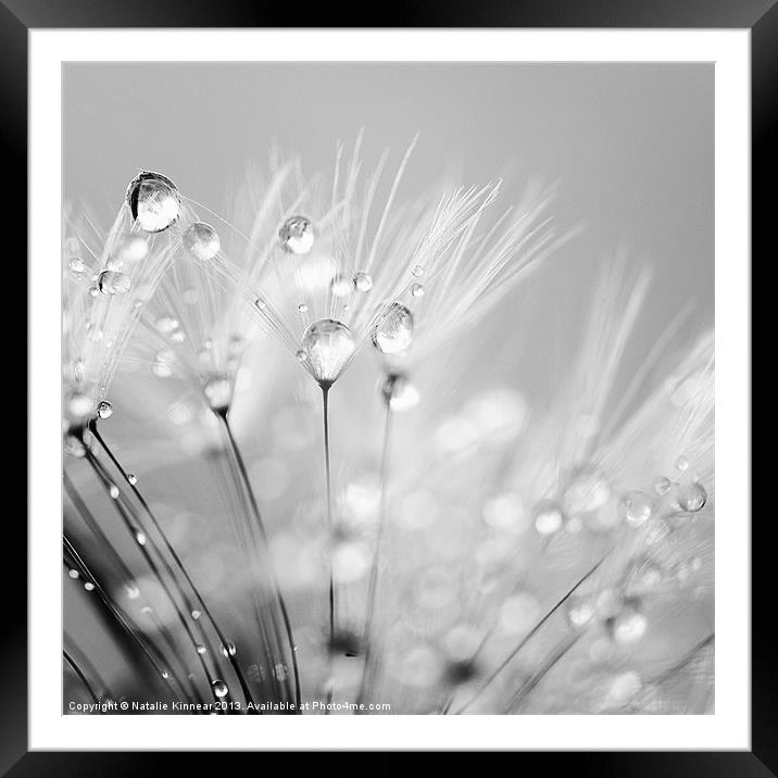 Dandelion Seed with Water Droplets in Black and Wh Framed Mounted Print by Natalie Kinnear