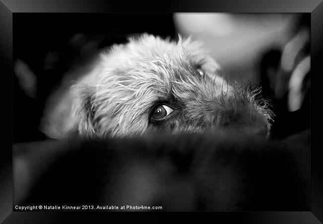 Cute Pup Sneek A Peek Framed Print by Natalie Kinnear