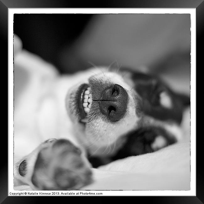 Cute Sleeping Jack Russell Terrier - Black and Whi Framed Print by Natalie Kinnear