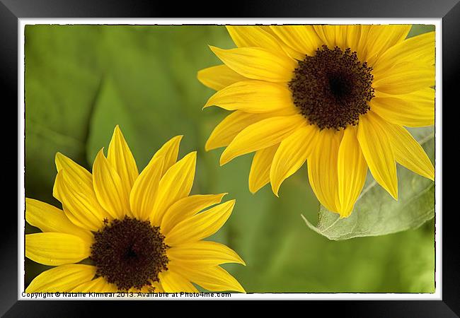 Sunflowers Framed Print by Natalie Kinnear