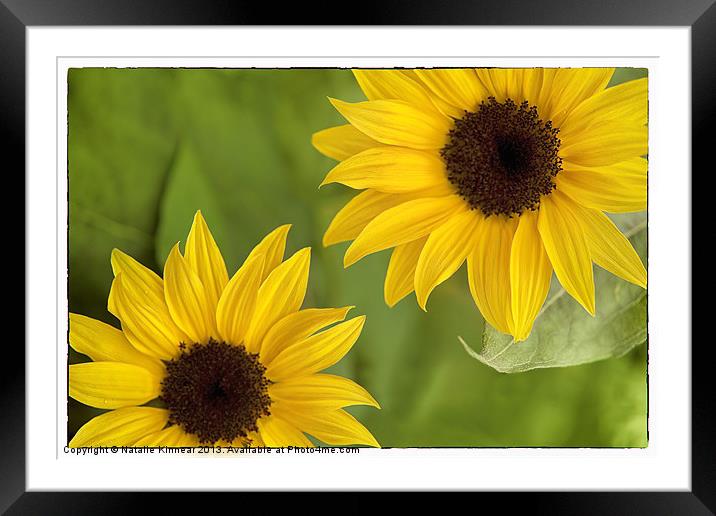 Sunflowers Framed Mounted Print by Natalie Kinnear