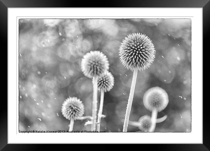 Plants in the Rain - Black and White Framed Mounted Print by Natalie Kinnear