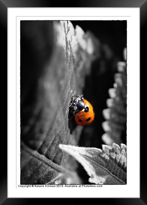 Ladybird Framed Mounted Print by Natalie Kinnear