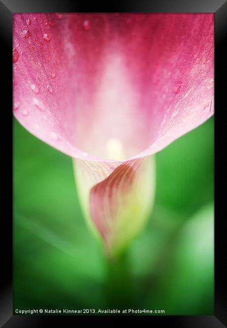 Pink Calla Lily Framed Print by Natalie Kinnear