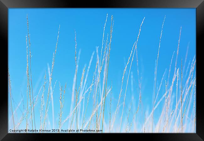Golden Grasses against a Clear Blue Sky Framed Print by Natalie Kinnear