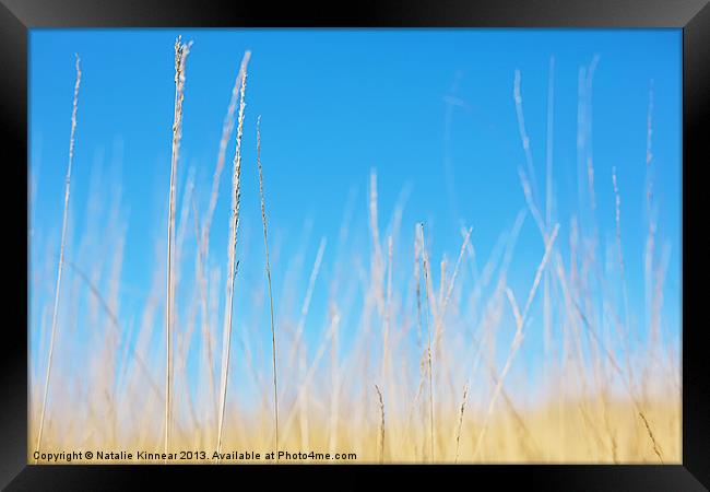 Golden Grasses on a Sunny Day Framed Print by Natalie Kinnear