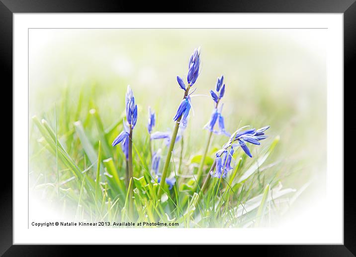 Bluebells on the Forest Framed Mounted Print by Natalie Kinnear