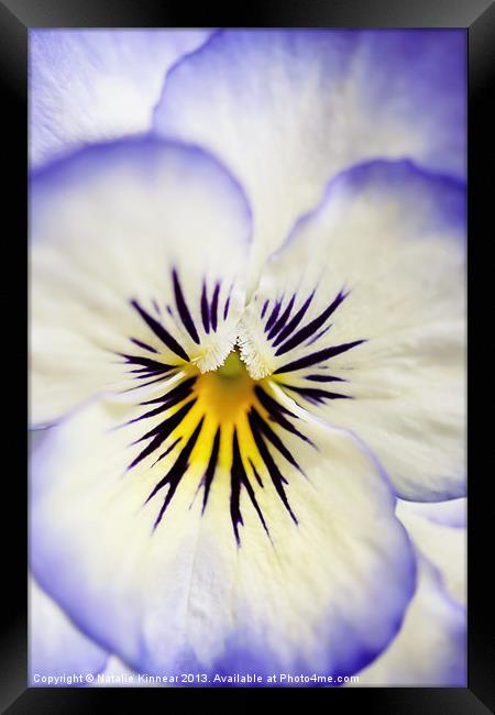 Pretty Pansy Close Up Framed Print by Natalie Kinnear