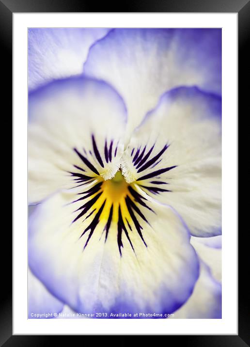 Pretty Pansy Close Up Framed Mounted Print by Natalie Kinnear