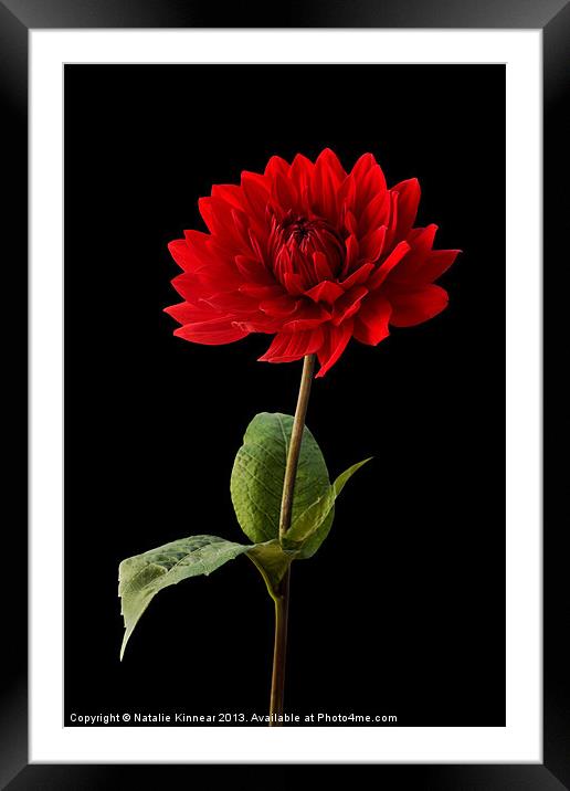 Red Dahlia Flower against Black Background Framed Mounted Print by Natalie Kinnear