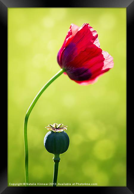 Sunlit Poppy Framed Print by Natalie Kinnear