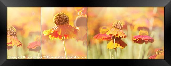 Sunlit Orange Helenium Flowers Triptych Framed Print by Natalie Kinnear