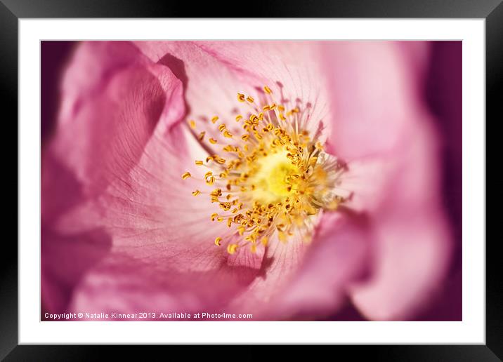 Pink Rose Flower Photographic Close Up Framed Mounted Print by Natalie Kinnear