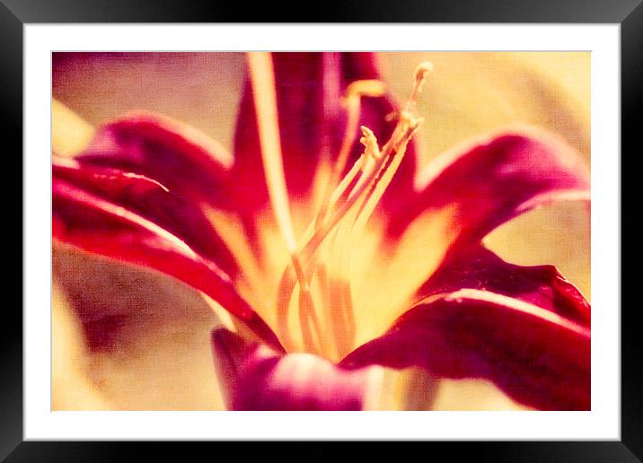 Red Lily Flower - Textured Effect Framed Mounted Print by Natalie Kinnear