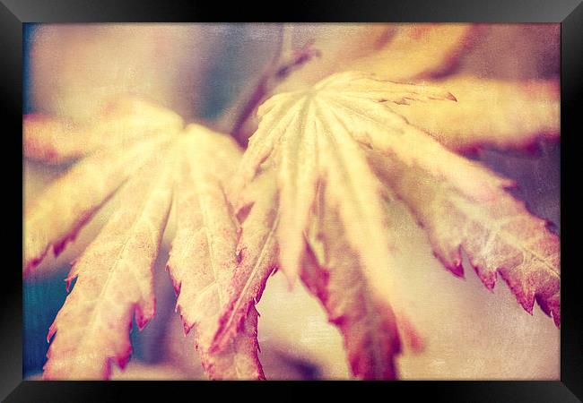 Japanese Maple Leaves with Texture Effect Framed Print by Natalie Kinnear