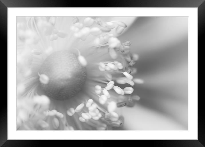 Close Up Floral Beauty in Black and White Framed Mounted Print by Natalie Kinnear
