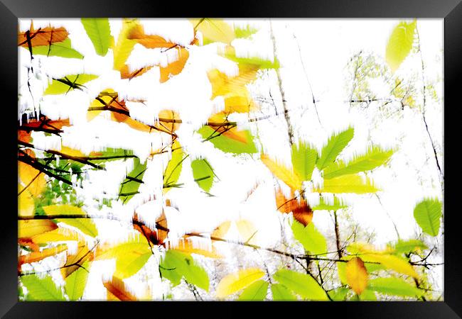 Leaves Splash Abstract 2 Framed Print by Natalie Kinnear