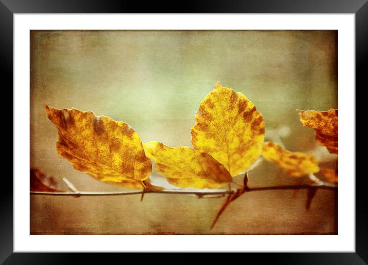 Textured Autumn Leaves Photographic Art Framed Mounted Print by Natalie Kinnear
