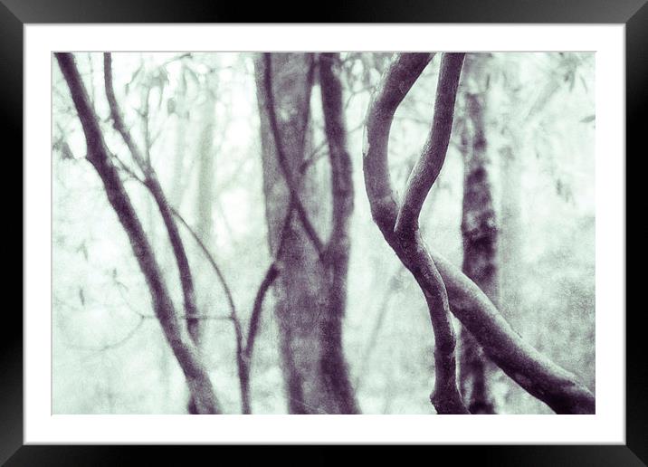 Woodland Photographic Artwork Framed Mounted Print by Natalie Kinnear