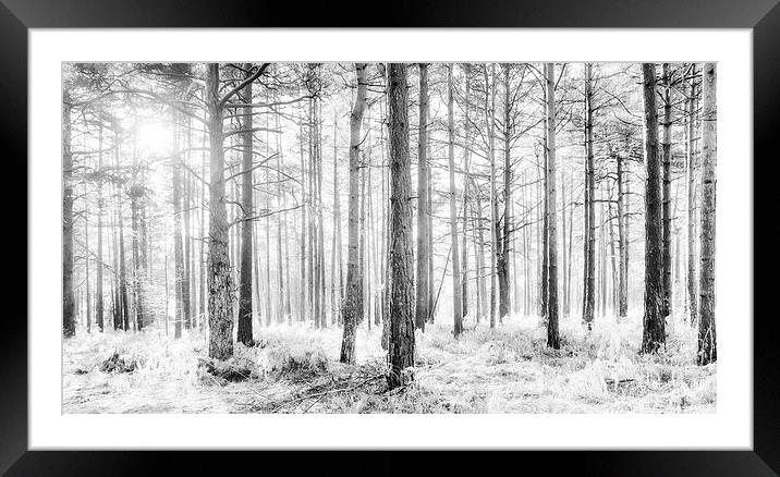 Mystical Forest Trees in Black and White Framed Mounted Print by Natalie Kinnear