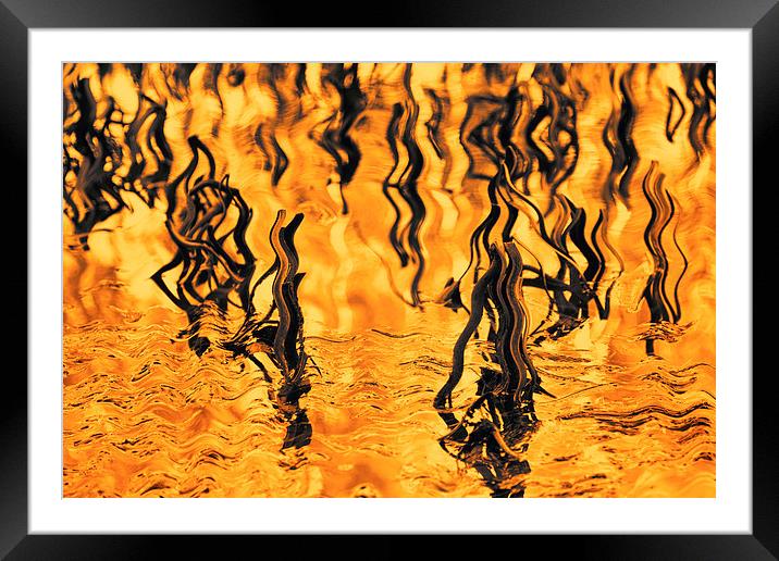 Orange Abstract - Reeds in the Lake Framed Mounted Print by Natalie Kinnear