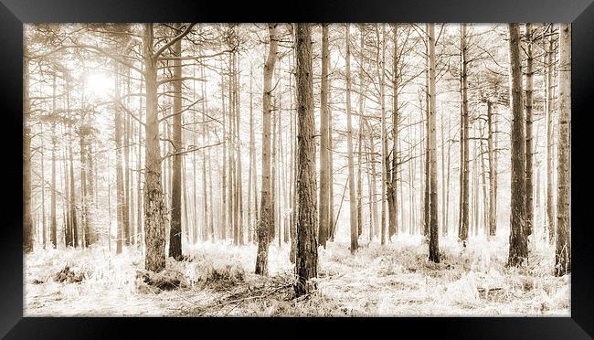 Sunlit Hazy Trees in Neutral Colours Framed Print by Natalie Kinnear